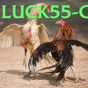 Live Games - luck55 - SECP registered company info